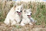 CHIEN FINNOIS DE LAPONIE 217